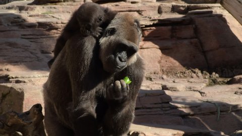 Gorilla mom with a gorilla baby in her back eating a green pepper