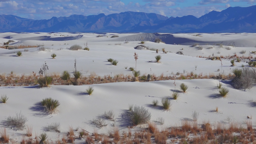 Dry desert plants on white gypsum sands. White Sands National Monument in New Mexico, USA