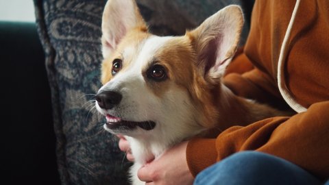 Woman petting corgi dog close-up. Handler strocking her golden puppy on couch in living room. Happy domestic animal lying on sofa at home. Pembroke welsh corgi relaxing. 