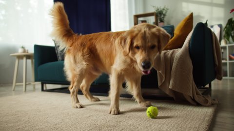 Golden retriever running after ball close-up. Dog playing with toy on floor in living room. Happy domestic animal concept, best friends, puppy runs at home.