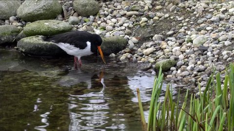Eurasian oystercatcher (Scientific latin name: Haematopus ostralegus), the national bird of Faroe Islands, is looking for food on the edge of a lake
