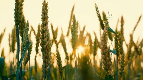 Spikelets of ripening wheat with grain ripen in the sun. Green wheat field, sunset. The grain harvest grows in summer. Agricultural business concept. Environmentally friendly wheat. Natural product