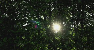 4K Video dolly shot Close up Sun light ray through the green leaf of tree. background for summer and refresh natural