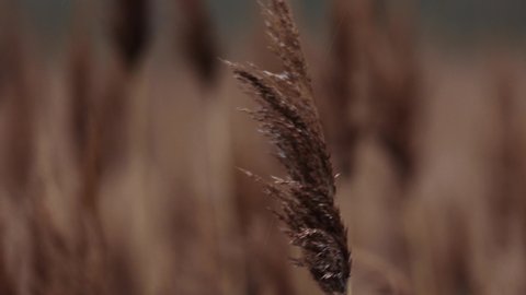 Autumn reeds sway on the wind. Static footage taken in the early evening at poor light condition