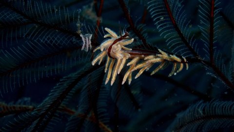 Nudibranch (sea slug) - Eubranchus sp., feeding on a hydroid. Underwater macro world of Tulamben, Bali, Indonesia.
