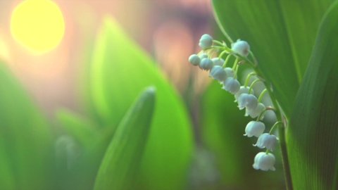 Lily-of-the-valley spring flowers blooming. Bunch of white spring Lilly of the valley flower growing in a spring garden. Aroma flowers closeup. Slow motion 4K. 