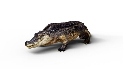 Crocodile walking loop on white screen in perspective view with alpha path.3D rendering animation animal realistic.