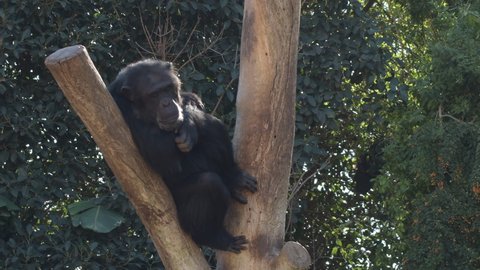 Common chimpanzee in a tree - Pan troglodytes