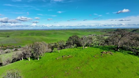 Aerial view over oak trees on hill overlooking green rolling hills and blue sky, Round Valley Regional Preserve, California