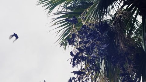 Birds Flying on a Palm Tree