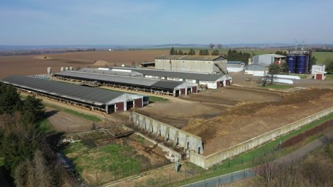 Cowshed dairy cows feeding barn drone aerial video shot, Holstein Friesian cattle breed milk, cow eat corn silage feed, cowshed is a modern and not bricked, Holsteins in North America