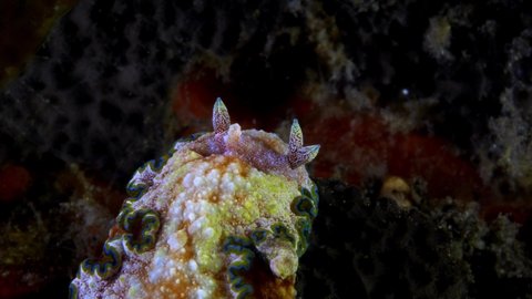 Nudibranch (sea slug) -  Glossodoris sp. cf. cincta, feeding on a sponge. Underwater macro world of Tulamben, Bali, Indonesia.