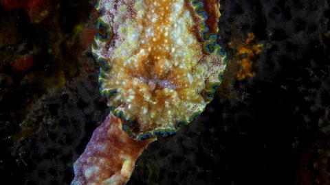 Nudibranch (sea slug) -  Glossodoris sp. cf. cincta, feeding on a sponge. Underwater macro world of Tulamben, Bali, Indonesia.
