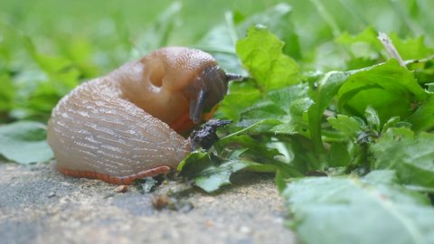 A big slug slowly munching leaves in a garden