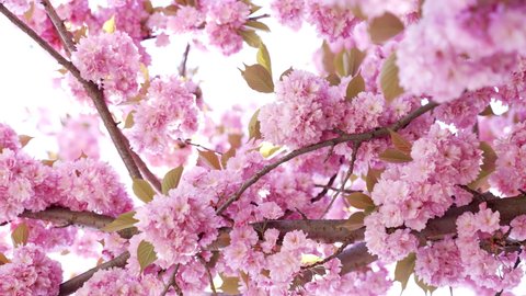 gorgeous pink japanese cherry flower blossom of sakura, bloom