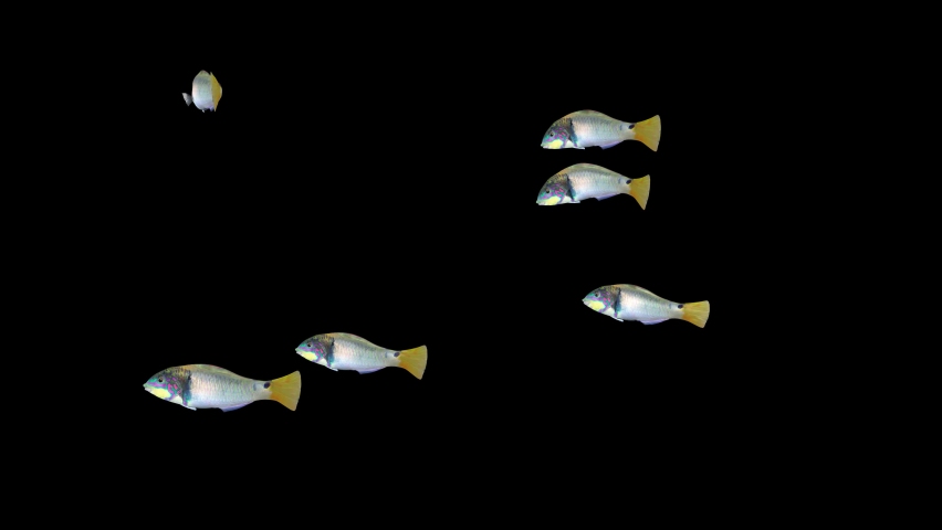 FISH Animation with matte, Group of fish Swim, 