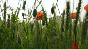Close-up view 4k slow motion stock video footage of beautiful sunset green field landscape with green plants of wheat and red poppy flowers. Abstract natural backdrop