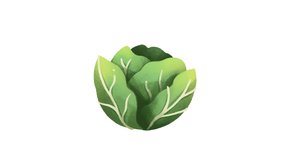 Cabbage on transparent background. Loop animation. Motion graphics.watercolor.