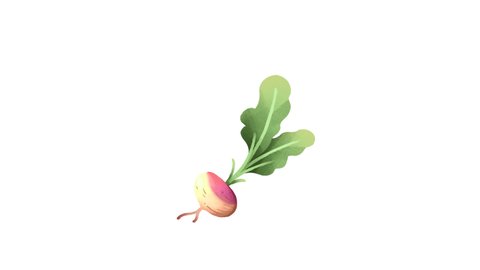 Turnip on transparent background. Loop animation. Motion graphics.watercolor.