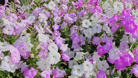 Petunias flowers pink, purple, white, blooming in the garden. Petunia hybrida surfinia flowers in summer. Selective focus