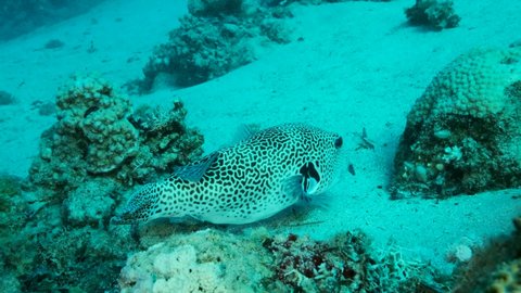 Close up of Blackspotted Puffer (Arothron stellatus) resting on sandy bottom near with coral reef. Camera moving forwards. 4K-60fps