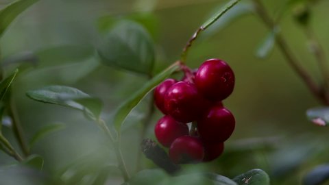 red northern lingonberry stirring in the wind, macro video shooting