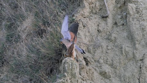 common kestrel (falco tinnunculus) during mating ritual