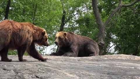 Grizzly bears in Bronx Zoo. NYC, New York, USA.