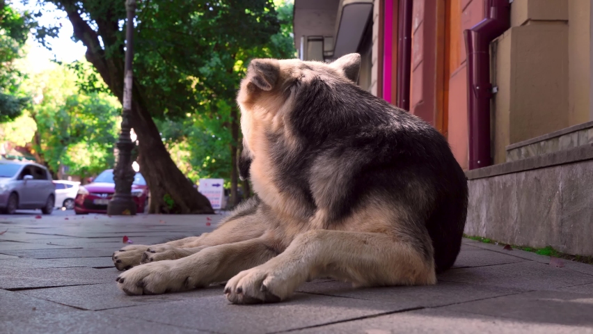 A stray street dog lies on the road or sidewalk of the city. She looks piteously at passers-by, so that someone will give her something to eat. City, sunny day. A mutt or a tramp. Abandoned animals.