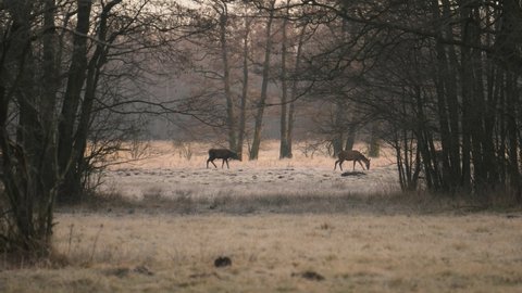 A herd of red deer (Cervus elaphus) grazing in a meadow on a morning autumn day. A herd looking for food