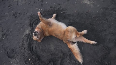 A big golden retriever dog is lying on the beach with black sand, looks at the camera and turns over. A brown dog digs sand with its paws and rolls from side to side. Slow motion.