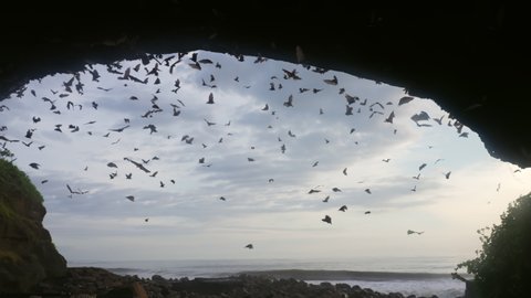 A view from inside a huge dark cave in which a lot of bats fly, against blue sky with white clouds. Observation of life of bats, interesting moments of their life of wild animals. 120Fps. Slow motion.