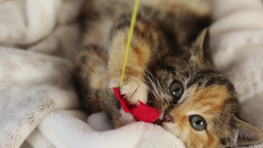 close-up tabby gray ginger multicolored kitten playing with red bow string on white blanket in living room. kitty biting toy with sharp teeth lookin to camera blue eyes. domestic animals home concept