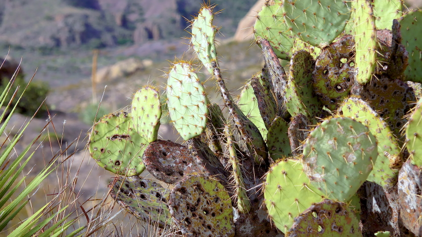 Prickly pear cactus (Opuntia) and Yucca, Saguaro National Park, Arizona, USA