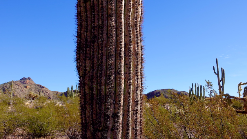 Giant Saguaros (Carnegiea gigantea) at Hewitt Canyon near Phoenix. Organ Pipe Cactus National Monument, Arizona, USA