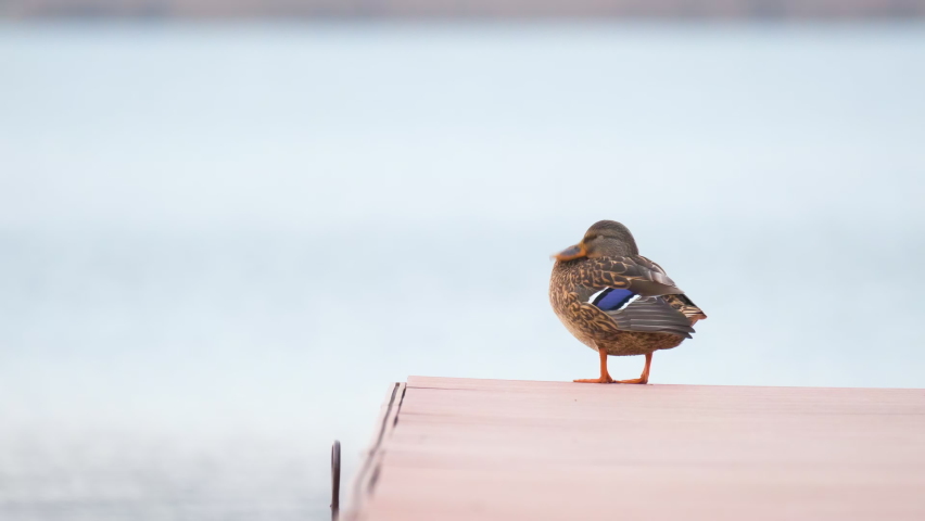 Lonely wild duck resting on lake shore wooden pier. Birdwatching concept