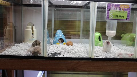 SINGAPORE  2 DEC 2021: Healthy dwarf hamsters for sale at S$128 in a pet shop in Toa Payoh. At noon, some dwarf hamsters are awake and drinking instead of sleeping as expected of nocturnal animals.  