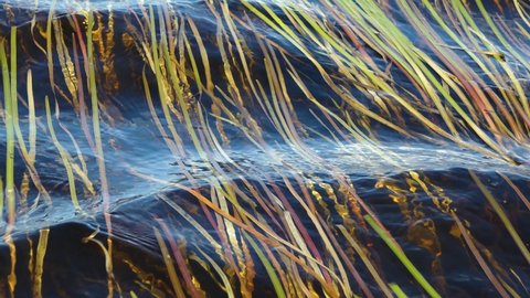 Clear water, waves and undulating leaves of Old-World arrowhead (Sagittaria sagittifolia) under the water. Beautiful dynamic picture of an oscillating background, like undine 's elastic hair