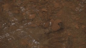 close-up video of a transparent stream of spring water belonging to the Atlantic Forest biome in Santos Dumont, Minas Gerais