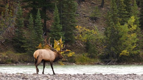 Injured Bull elk walks awkwardly on rocky river bank whilst bugling; Elk rut
