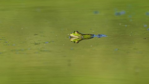 Close-up of green frog peeping through the surface of a pond while fly flies