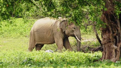6 Asianelephant Stock Video Footage - 4K and HD Video Clips | Shutterstock 6 Asianelephant Stock Video Footage - 4K and HD Video Clips | Shutterstock