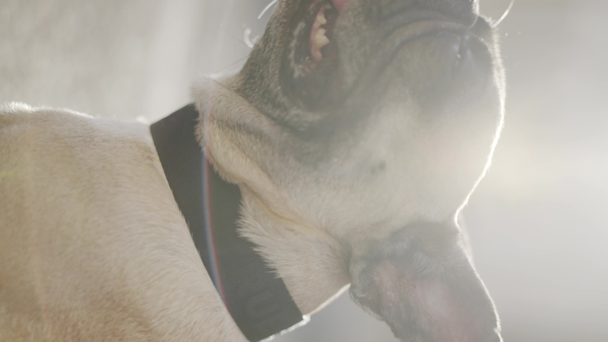 Vertical: cute French Bulldog panting in cinematic sunlight, closeup Royalty-Free Stock Footage #1084346479