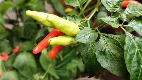 Cayenne pepper (Capsicum frutescens) is a fruit that grows and is popular in several countries in South East Asia. When young it is green but turns red when it is ripe.