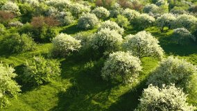 Ornamental garden with blooming lush cherry trees on a sunny day. Bird's eye view. Concept of the ecology. Location Ukraine, Europe. Cinematic aerial shot. Beauty of earth. Filmed in 4k, drone video.