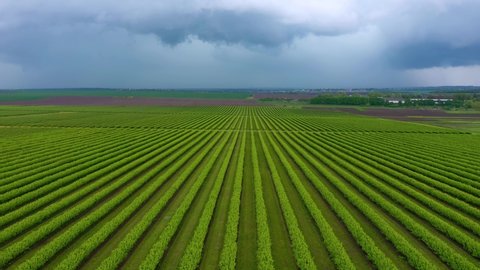 Green rows blackcurrant bushes from a bird's eye view. Agronomic industry. Ecology concept. Agricultural region of Ukraine, Europe. Cinematic drone shot. Filmed in UHD 4k video. Beauty of earth.