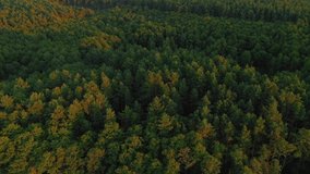 Tops of pine trees from a bird's eye view in the evening light. Location place Ukraine, Europe. Cinematic aerial drone shot. Filmed in UHD 4k video. Explore the beauty of earth.