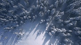 Drone shot from top to bottom of spruce trees after snowfall  on a frosty day. Carpathian mountains, Ukraine, Europe. Cinematic footage. Filmed in UHD 4k video. Happy New Year. Beauty of earth.