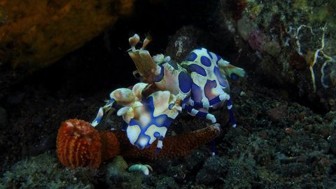 Amazing Harlequin Shrimp - Hymenocera picta, feeding on a starfish. Underwater macro world of Tulamben, Bali, Indonesia.