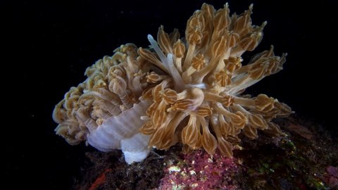 Nudibranch (sea slug) -Phyllodesmium rudmani, feeding on a Xenia coral. Depth 10m. Tulamben, Bali, Indonesia.